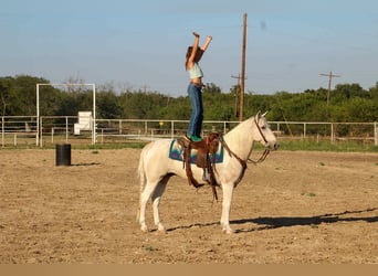 American Paint Horse, Wallach, 14 Jahre, 150 cm, Tobiano-alle-Farben