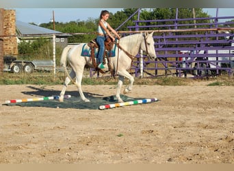 American Paint Horse, Wallach, 14 Jahre, 150 cm, Tobiano-alle-Farben