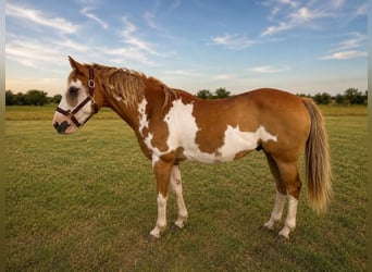 American Paint Horse, Wallach, 14 Jahre, 152 cm, Overo-alle-Farben