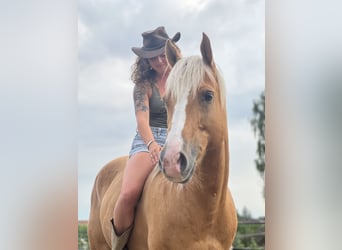 American Paint Horse, Wallach, 14 Jahre, 152 cm, Palomino