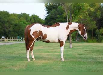 American Paint Horse, Wallach, 14 Jahre, 152 cm, Schecke