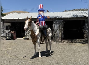 American Paint Horse, Wallach, 14 Jahre, 155 cm, Buckskin