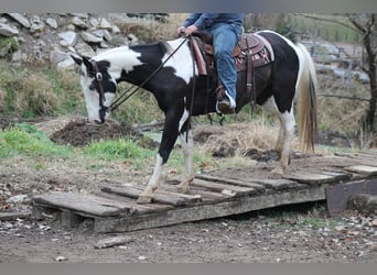 American Paint Horse, Wallach, 14 Jahre, 157 cm, Schecke