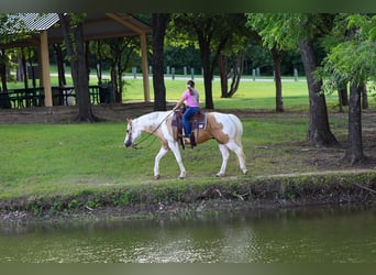 American Paint Horse, Wallach, 14 Jahre, Schecke