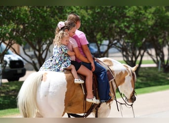 American Paint Horse, Wallach, 14 Jahre, Schecke