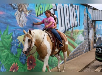 American Paint Horse, Wallach, 14 Jahre, Schecke