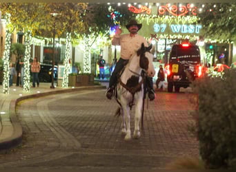 American Paint Horse, Wallach, 15 Jahre, 152 cm, Schecke