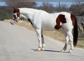 American Paint Horse, Wallach, 15 Jahre, 152 cm, Tobiano-alle-Farben