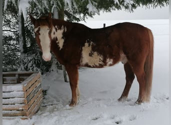 American Paint Horse, Wallach, 15 Jahre, 154 cm, Overo-alle-Farben