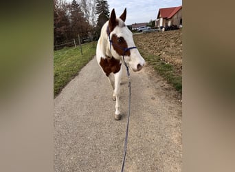 American Paint Horse Mix, Wallach, 15 Jahre, 155 cm, Schecke