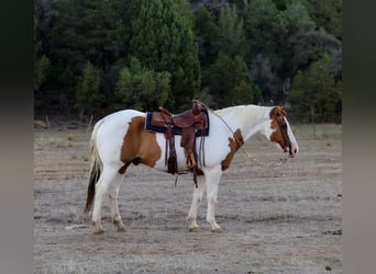 American Paint Horse, Wallach, 15 Jahre, 160 cm, Tovero-alle-Farben
