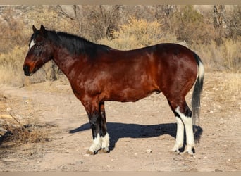 American Paint Horse, Wallach, 15 Jahre, Rotbrauner