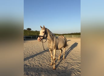 American Paint Horse Mix, Wallach, 16 Jahre, 155 cm, Cremello