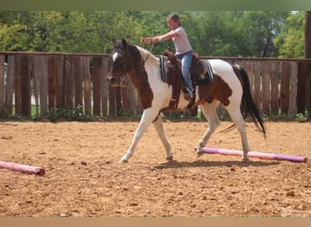 American Paint Horse, Wallach, 16 Jahre, 163 cm, Tobiano-alle-Farben