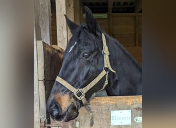 American Paint Horse, Wallach, 17 Jahre, 153 cm, Rappe