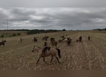 American Paint Horse, Wallach, 17 Jahre, 159 cm, Buckskin