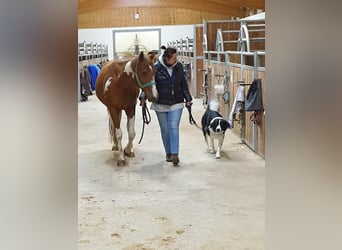 American Paint Horse, Wallach, 17 Jahre, Brauner