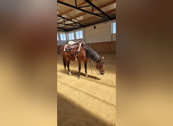 American Paint Horse, Wallach, 17 Jahre, Rotbrauner