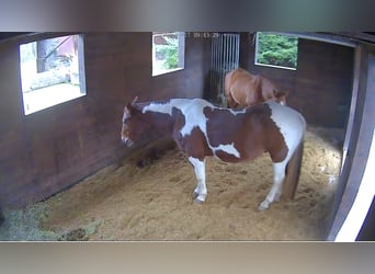 American Paint Horse, Wallach, 18 Jahre, 146 cm, Schecke