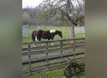 American Paint Horse, Wallach, 19 Jahre, 153 cm