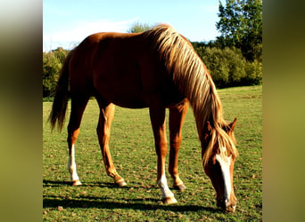 American Paint Horse, Wallach, 1 Jahr, 145 cm, Fuchs