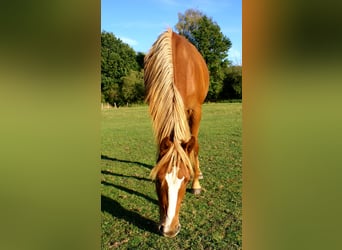 American Paint Horse, Wallach, 1 Jahr, 145 cm, Fuchs