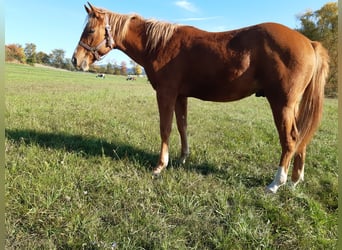 American Paint Horse, Wallach, 1 Jahr, 150 cm, Fuchs