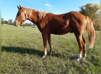 American Paint Horse, Wallach, 1 Jahr, 150 cm, Fuchs