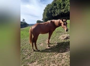 American Paint Horse, Wallach, 1 Jahr, 150 cm, Fuchs