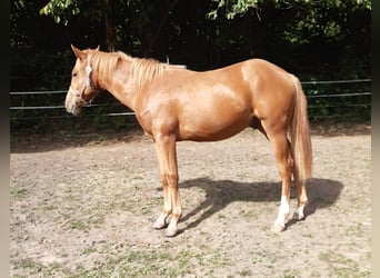 American Paint Horse, Wallach, 1 Jahr, 150 cm, Fuchs