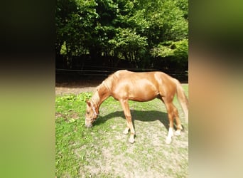 American Paint Horse, Wallach, 1 Jahr, 150 cm, Fuchs