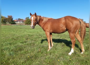 American Paint Horse, Wallach, 1 Jahr, 150 cm, Fuchs