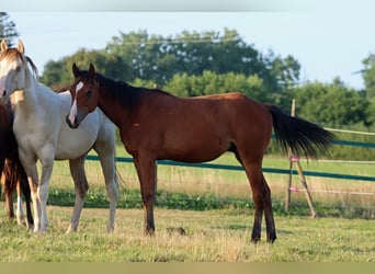 American Paint Horse, Wallach, 1 Jahr, 155 cm, Brauner