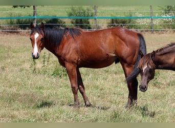 American Paint Horse, Wallach, 1 Jahr, 155 cm, Brauner