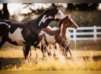 American Paint Horse Mix, Wallach, 1 Jahr, 155 cm, Tobiano-alle-Farben