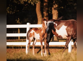 American Paint Horse Mix, Wallach, 1 Jahr, 155 cm, Tobiano-alle-Farben
