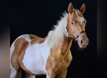 American Paint Horse, Wallach, 1 Jahr, 155 cm, Tobiano-alle-Farben