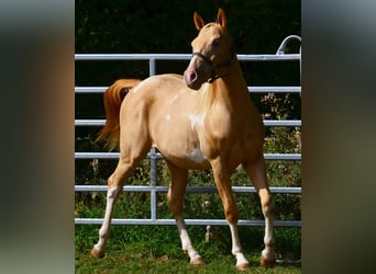 American Paint Horse, Wallach, 1 Jahr, 156 cm, Schecke