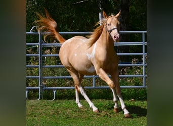 American Paint Horse, Wallach, 1 Jahr, 156 cm, Schecke