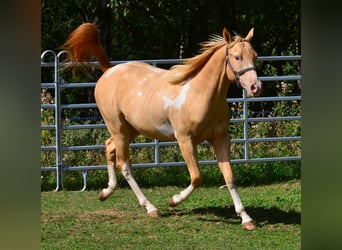 American Paint Horse, Wallach, 1 Jahr, 156 cm, Schecke