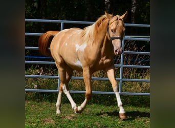 American Paint Horse, Wallach, 1 Jahr, 156 cm, Schecke