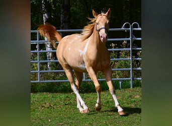 American Paint Horse, Wallach, 1 Jahr, 156 cm, Schecke