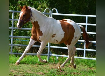 American Paint Horse, Wallach, 1 Jahr, 158 cm, Tobiano-alle-Farben