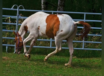 American Paint Horse, Wallach, 1 Jahr, 158 cm, Tobiano-alle-Farben