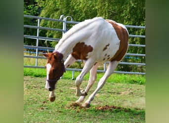 American Paint Horse, Wallach, 1 Jahr, 158 cm, Tobiano-alle-Farben