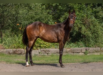 American Paint Horse, Wallach, 1 Jahr, 160 cm, Dunkelbrauner