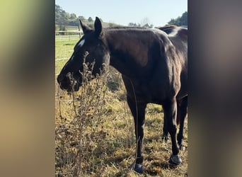 American Paint Horse, Wallach, 20 Jahre, 145 cm, Rappe