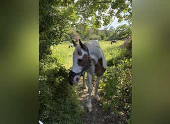 American Paint Horse Mix, Wallach, 20 Jahre, 153 cm