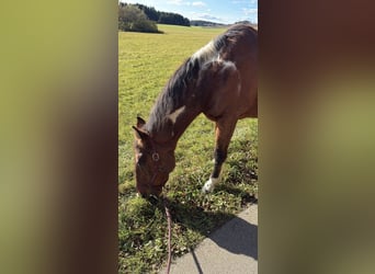 American Paint Horse Mix, Wallach, 20 Jahre, 164 cm, Schecke