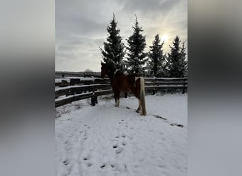 American Paint Horse Mix, Wallach, 20 Jahre, 164 cm, Schecke